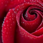 dorothy rose